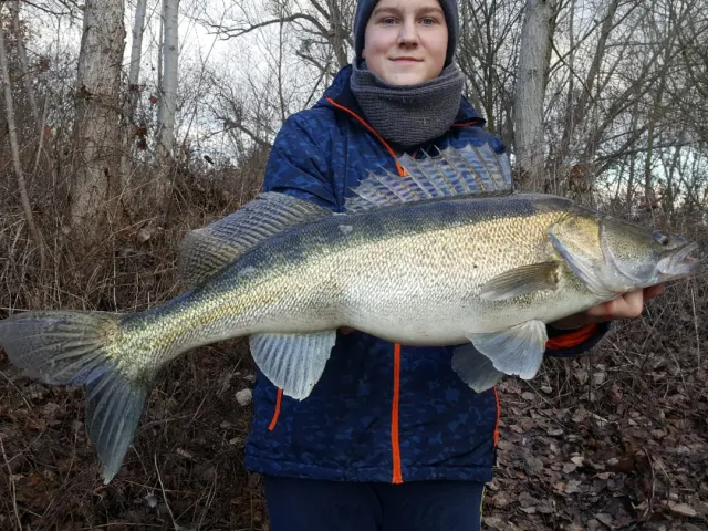 Zander