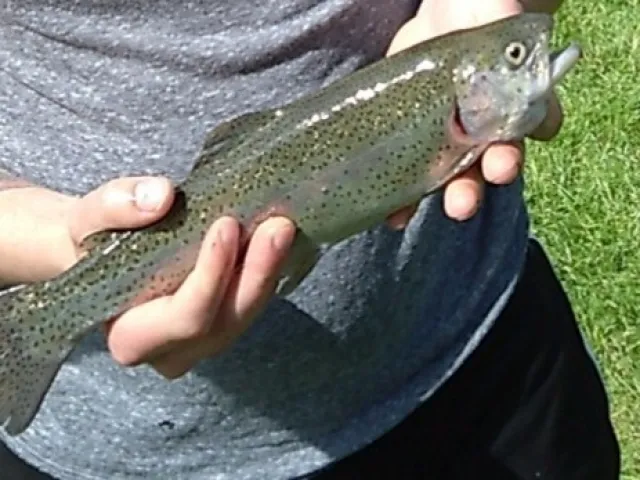 Regenbogenforelle