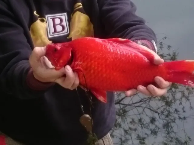 Goldfisch