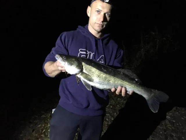 Zander