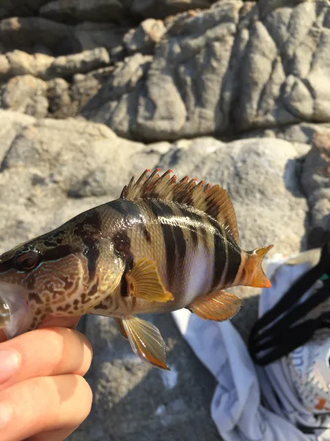 Lippfisch