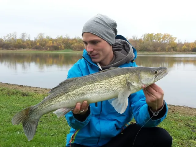 Zander