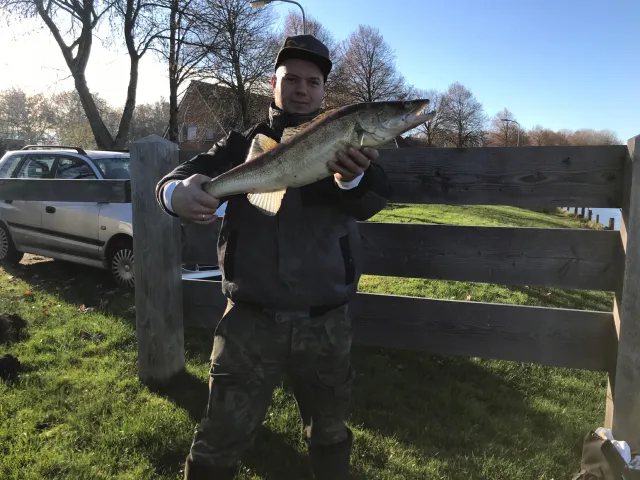 Zander