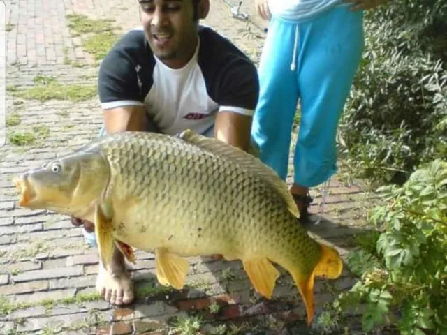 Karpfen