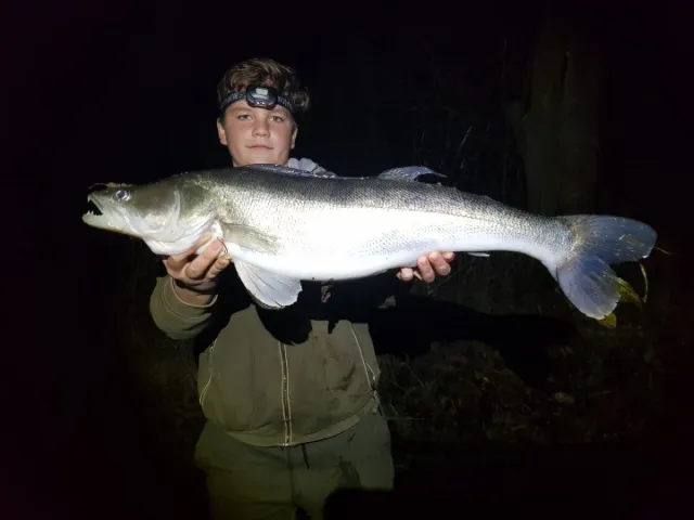 Zander