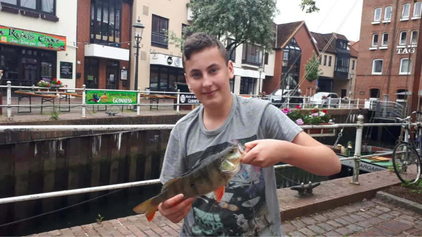 Flussbarsch