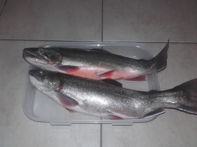 Seesaibling