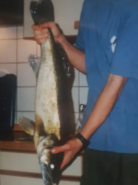 Zander