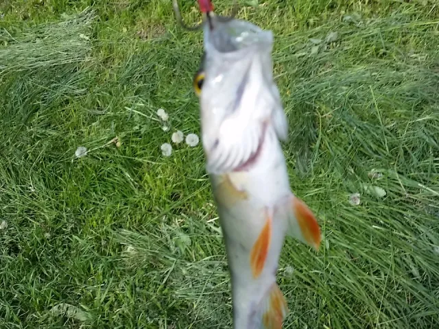 Flussbarsch