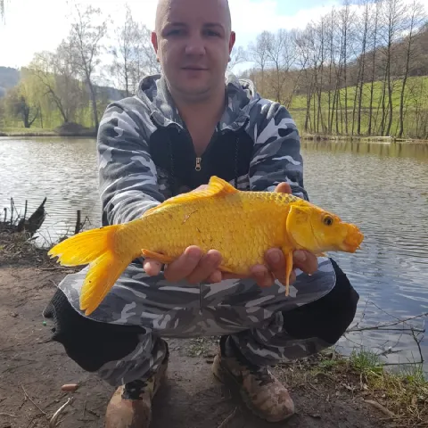 Goldfisch