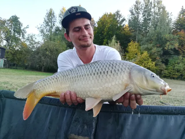 Karpfen