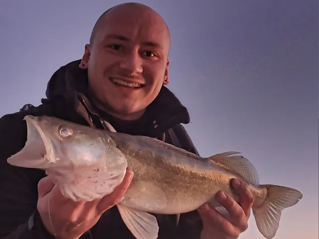 Zander
