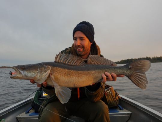 Zander
