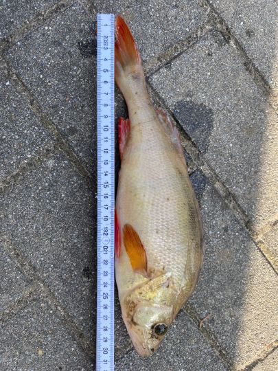 Flussbarsch