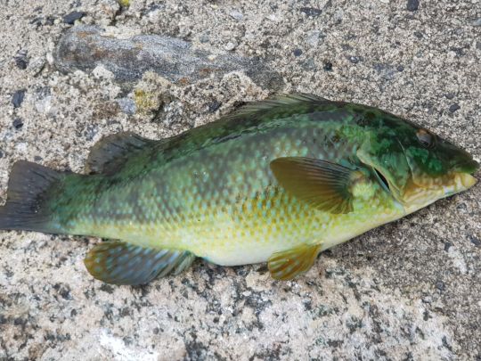 Lippfisch