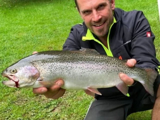 Regenbogenforelle