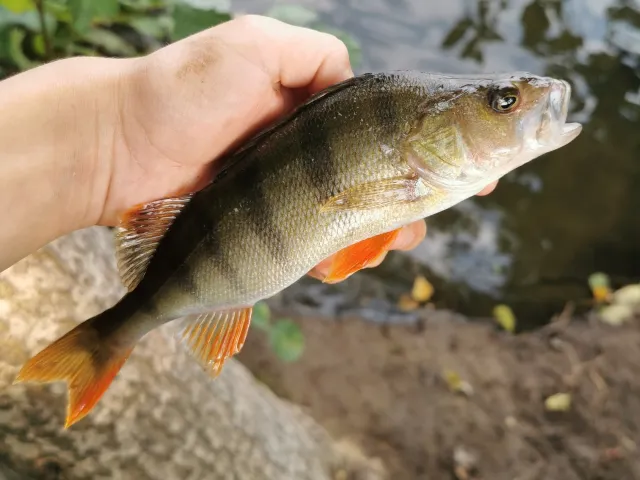 Flussbarsch