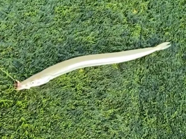 Tobiasfisch