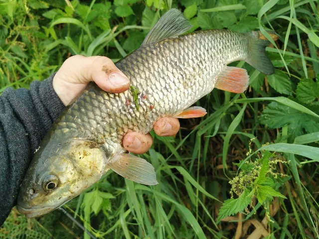 Döbel