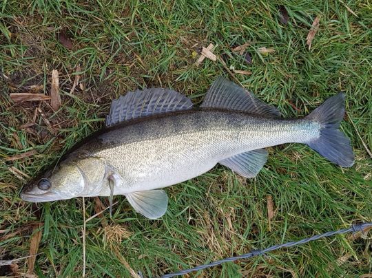 Zander