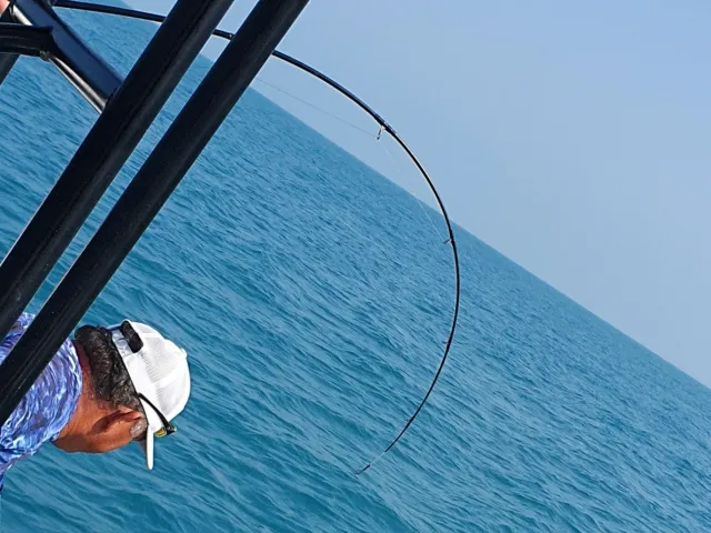 Amberjack