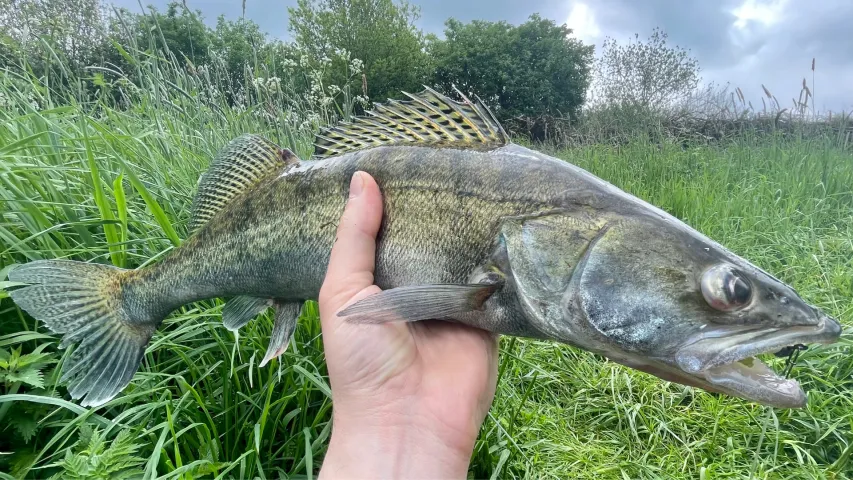 Zander