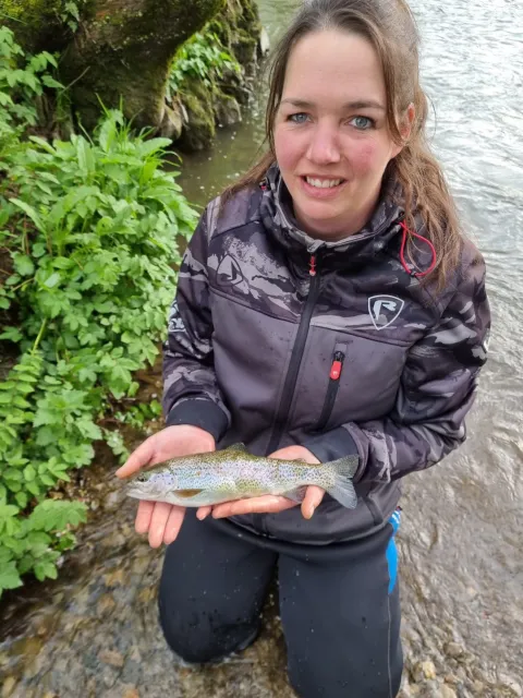 Regenbogenforelle