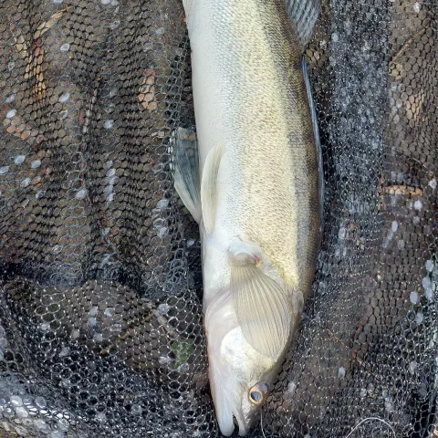 Zander