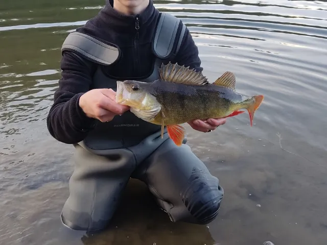 Flussbarsch