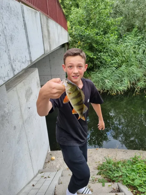 Flussbarsch