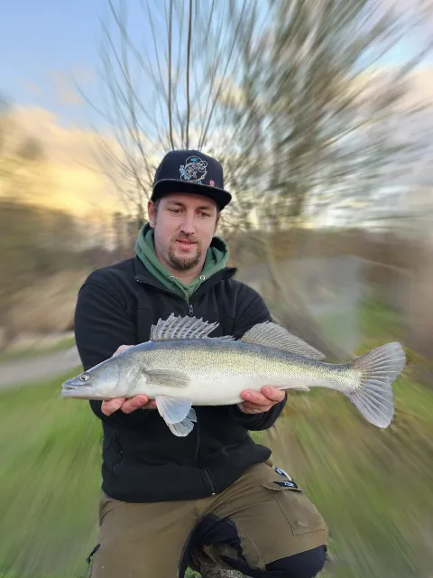 Zander