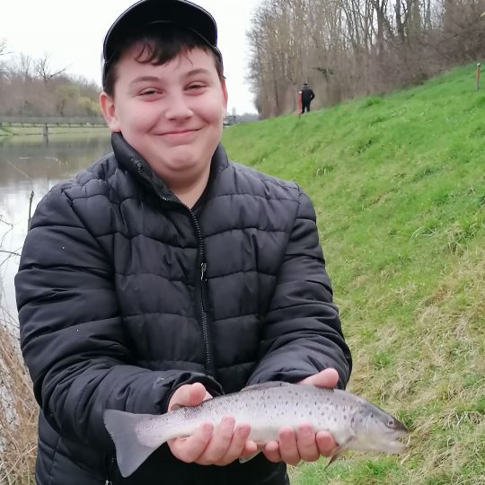 Bachforelle