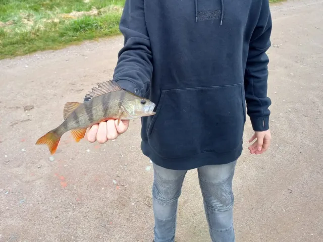 Flussbarsch