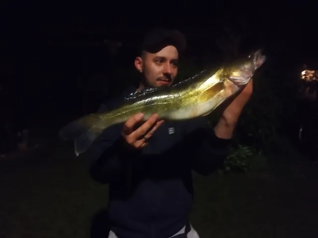 Zander