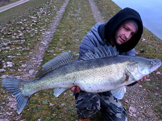 Zander
