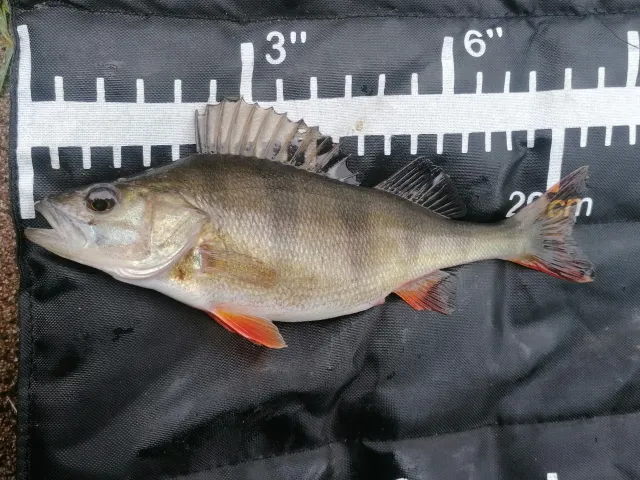 Flussbarsch