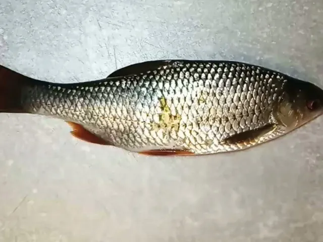 Rotfeder