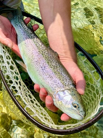 Regenbogenforelle