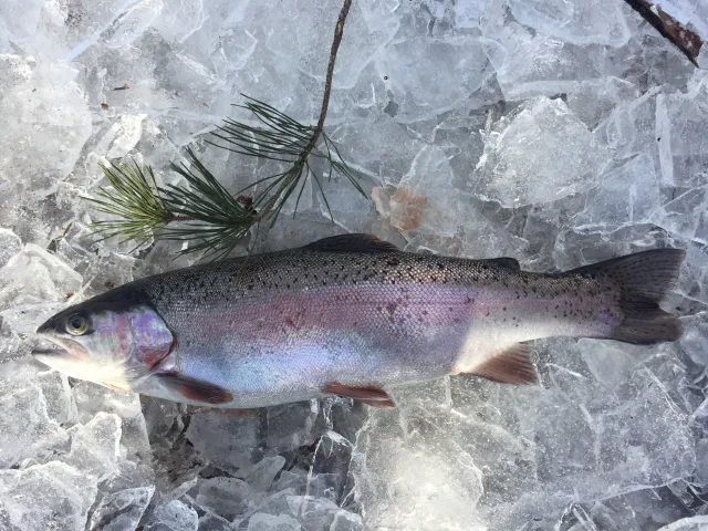 Regenbogenforelle