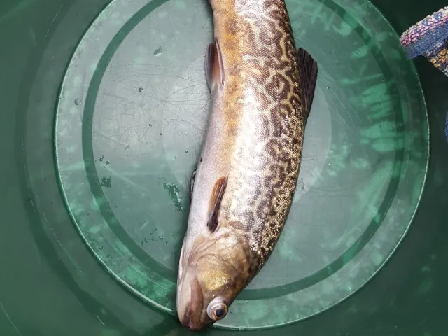 Tigerforelle