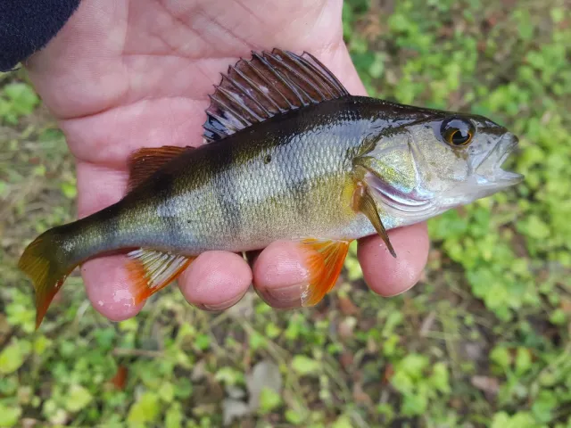 Flussbarsch