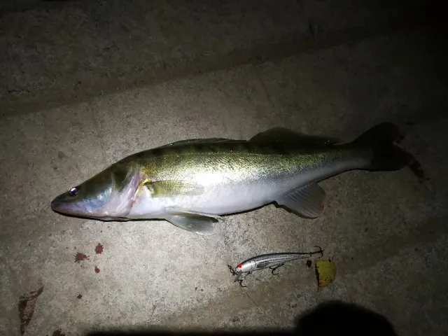 Zander