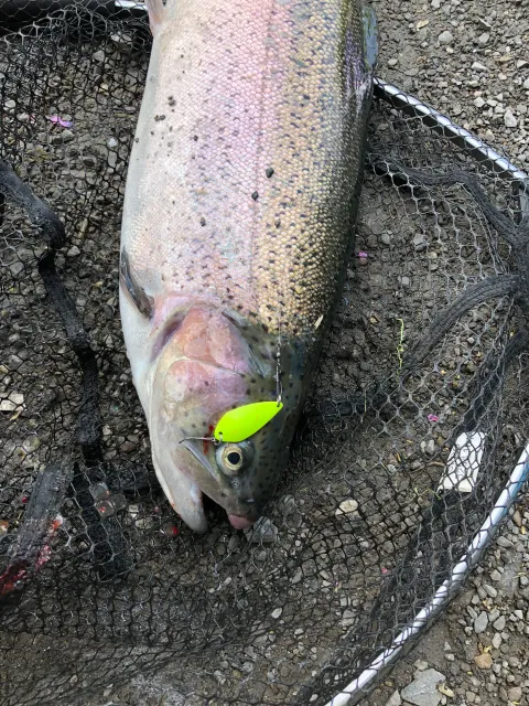 Regenbogenforelle