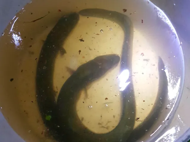 Aal