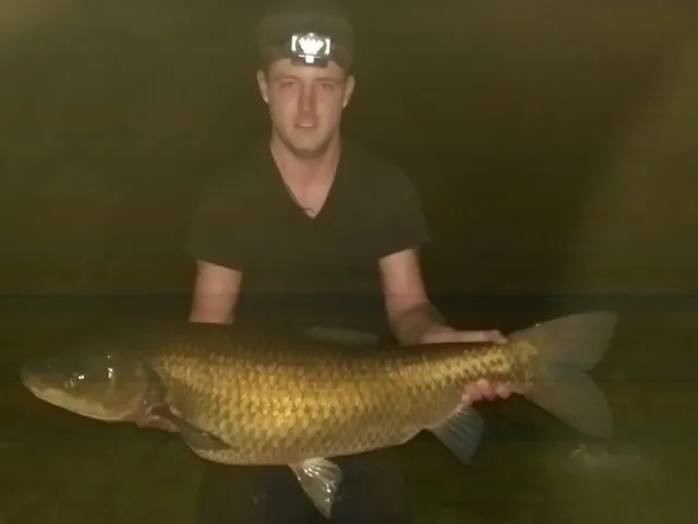 Graskarpfen
