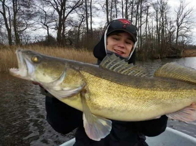 Zander