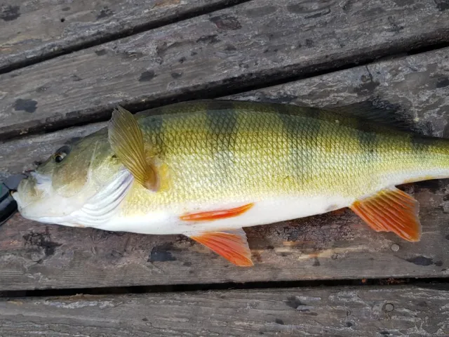 Flussbarsch