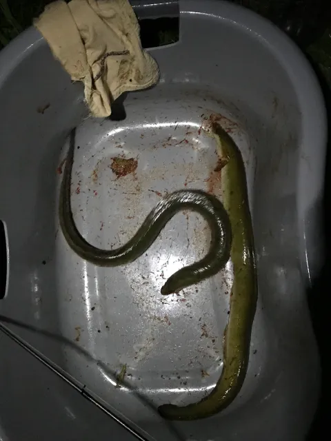 Aal