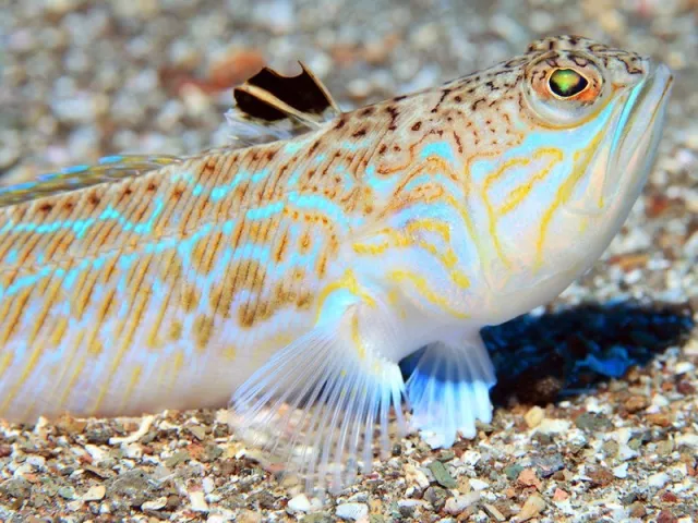 Petermännchen