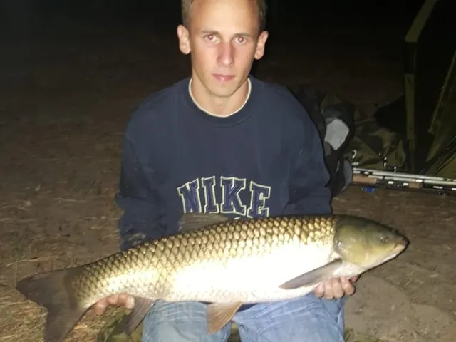 Graskarpfen